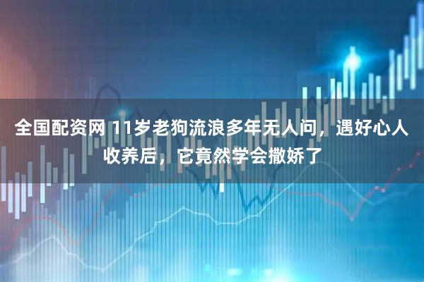 全国配资网 11岁老狗流浪多年无人问，遇好心人收养后，它竟然学会撒娇了