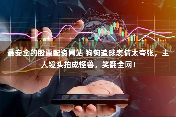 最安全的股票配资网站 狗狗追球表情太夸张，主人镜头拍成怪兽，笑翻全网！