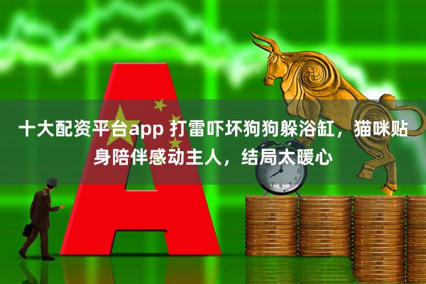 十大配资平台app 打雷吓坏狗狗躲浴缸，猫咪贴身陪伴感动主人，结局太暖心